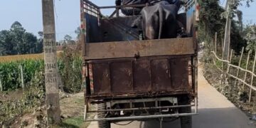 भारी पैमाने पर हो रही दुधारू पशु की तस्करी