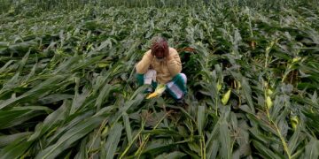 ठाकुरगंज: तेज आंधी से सैकड़ो किसानों के फसल हुआ बर्बाद