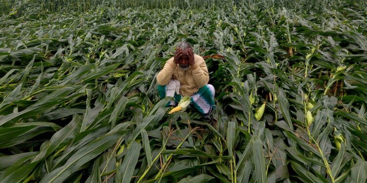 ठाकुरगंज: तेज आंधी से सैकड़ो किसानों के फसल हुआ बर्बाद