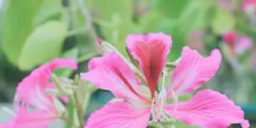 ख़ास ख़बर-कचनार के फूलों से बने हर्बल गुलाल से इस बार होली खेलेंगे भगवान रामलला: पर्यावरण