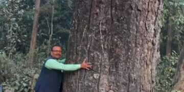 रंग लाने लगी बृक्ष मानव सुरेश शर्मा के भीम सखुवा बचाने की मुहिम, की गयी वैज्ञानिक परीक्षण