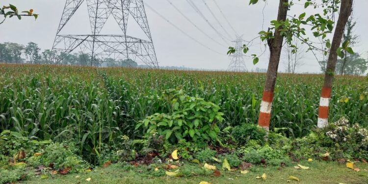 बारिश से प्रखंड क्षेत्र के किसानों के चेहरे खिले