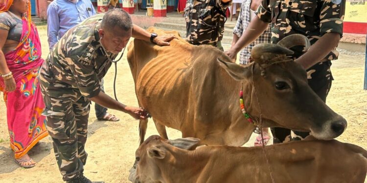 सिकटी- एस एस बी 52वी वाहिनी ने लगाया निःशुल्क पशु चिकित्सा शिविर।