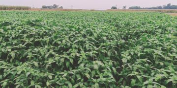 बारिश होने से किसानों के चेहरे पर खुशी नगदी फसल सहित दलहन फसल को लाभ