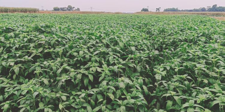 बारिश होने से किसानों के चेहरे पर खुशी नगदी फसल सहित दलहन फसल को लाभ