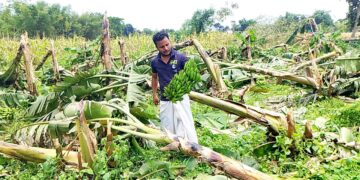 बिहार-किशनगंज- आंधी से केला फसल को भारी नुकसान- मुआवजा नहीं मिला तो परेशानियों में फंस जाएंगे किसान