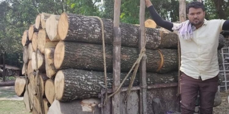 सिकटी – एक तरफ पर्यावरण संरक्षण को लेकर पेड़ लगाया जा रहा है तो दूसरी तरफ अररिया में धड़ल्ले से हो रही पेड़ों की कटाई