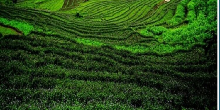 अभूतपूर्व मुख्यमंत्री -2: बिहार में हर घर तक पक्की सड़क और सिक्किम में रसायनिक खाद मुक्त खेती सबसे बड़ा राजनीतिक निर्णय