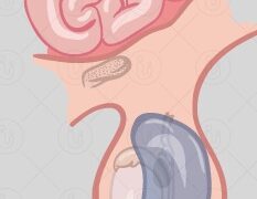 जिल के सभी चिह्नित हाइड्रोसिल मरीजों का होगा नि:शुल्क उपचार