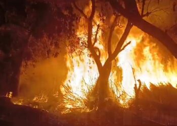 बेगूसराय – दबंगों के द्वारा किसान के खेत को आग लगा देने का मामला