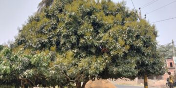 भरगामा – आम और लीची के बंपर उत्पादन की उम्मीद, विशेषज्ञों ने बताए देखभाल के उपाय