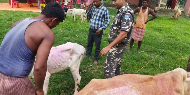 नि:शुल्क पशु चिकित्सा शिविर का आयोजन, 221 पशुओं का हुआ इलाज