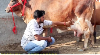 किशनगंज- पशु वैक्सीनेशन अभियान की तिथि सुनिश्चित