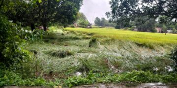 बारिश से किसानों की उम्मीदों पर पानी, धान की फसल गिरी—आलू व सब्जियों को भी भारी नुकसान।