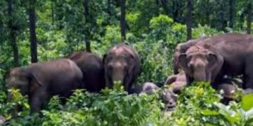 किशनगंज, बिहार:हाथी– मानव संघर्ष रोकने की वन विभाग ने चलाया जागरूकता अभियान