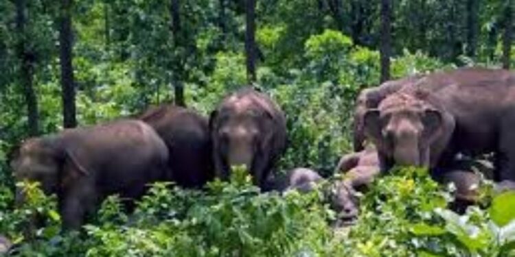 किशनगंज, बिहार:हाथी– मानव संघर्ष रोकने की वन विभाग ने चलाया जागरूकता अभियान