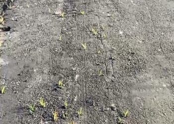 5 दिन में सड़क की मौत! नई सड़क पर उगी घास, रानीगंज प्रखंड के परमानंदपुर में घोटाले की गंध