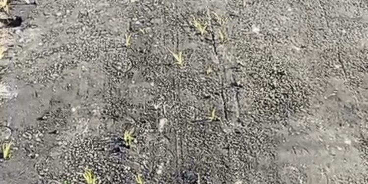 5 दिन में सड़क की मौत! नई सड़क पर उगी घास, रानीगंज प्रखंड के परमानंदपुर में घोटाले की गंध