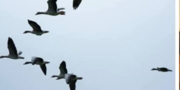 किशनगंज,बिहार-चिकित्सकीय कचरा आम लोगों, पशु-पक्षियों तथा पर्यावरण के लिए गंभीर खतरा बन सकता है: डीएम