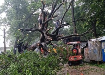 अररिया में भारी बारिश और आंधी से गिरा सालों पुराना पेड़; दुकान क्षतिग्रस्त