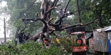 अररिया में भारी बारिश और आंधी से गिरा सालों पुराना पेड़; दुकान क्षतिग्रस्त