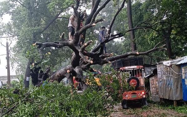 अररिया में भारी बारिश और आंधी से गिरा सालों पुराना पेड़; दुकान क्षतिग्रस्त