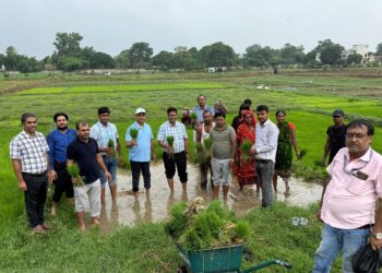 कृषि अनुसंधान परिसर, पटना में सामूहिक धान रोपनी