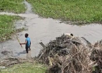 जोकीहाट में सिमट रही पटुआ की खेती, मक्का की ओर बढ़ रहा किसानों का रुझान