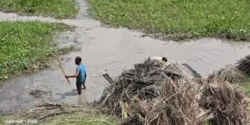 जोकीहाट में सिमट रही पटुआ की खेती, मक्का की ओर बढ़ रहा किसानों का रुझान
