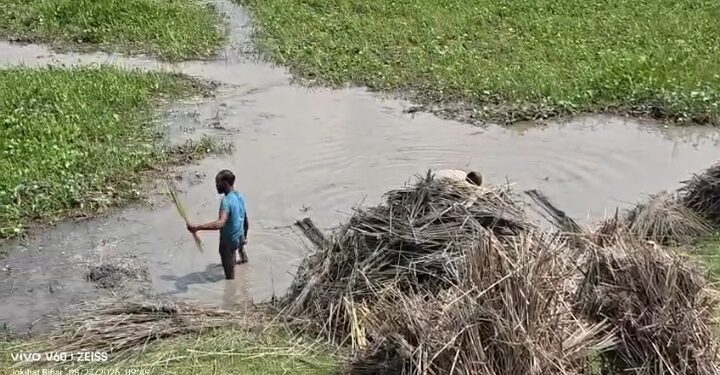 जोकीहाट में सिमट रही पटुआ की खेती, मक्का की ओर बढ़ रहा किसानों का रुझान
