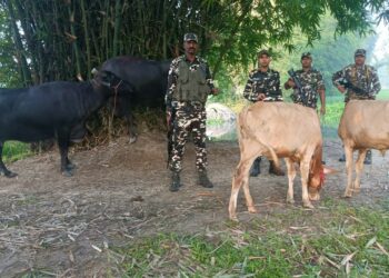 सिकटी – सिकटी में SSB ने पशु तस्करी की कोशिश को नाकाम करते हुए चार मवेशियों को बरामद किया है