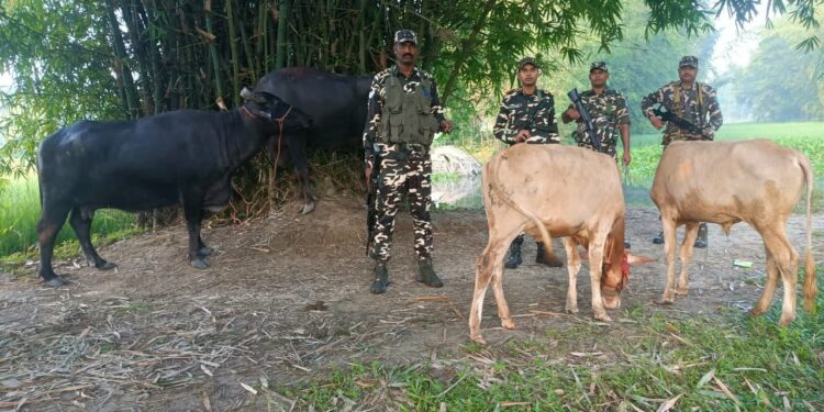 सिकटी – सिकटी में SSB ने पशु तस्करी की कोशिश को नाकाम करते हुए चार मवेशियों को बरामद किया है