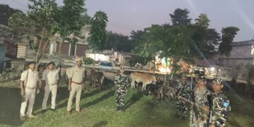 कुआरी में एसएसबी-पुलिस की संयुक्त कार्रवाई, लावारिस हालत में मिले 11 मवेशी बरामद